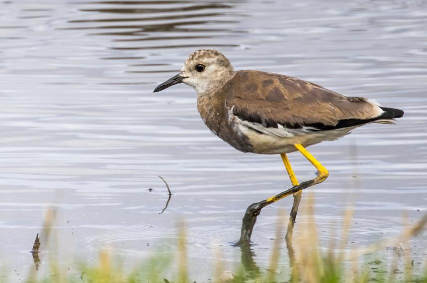 Rspb Nature Reserves In Yorkshire 