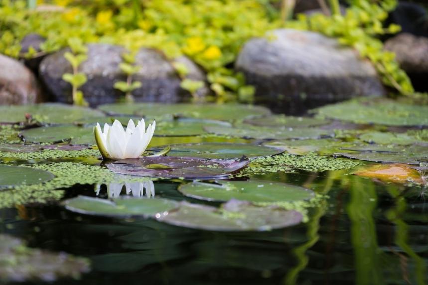 How to make an accessible garden pond | Age UK Mobility