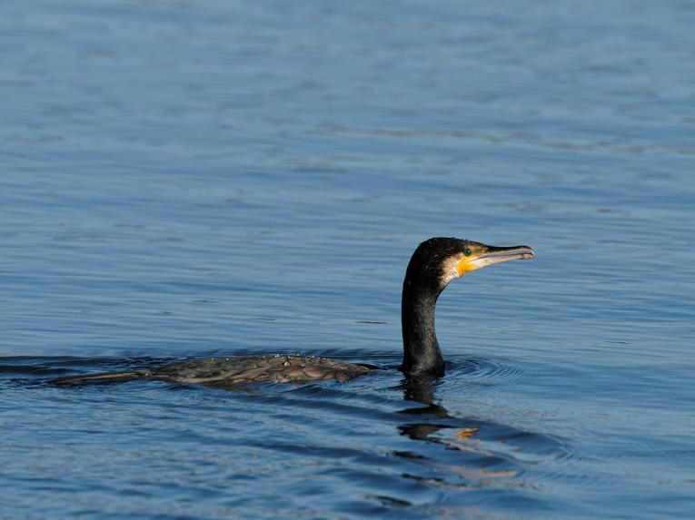 RSPB Nature Reserves in Yorkshire | Age Co Mobility | Age Co Mobility